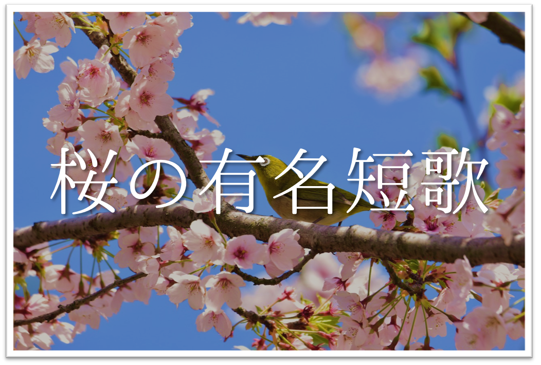 桜の有名短歌 30選 知っておきたい おすすめ短歌 現代 和歌 作品集を紹介 短歌の教科書 短歌の作り方 有名短歌の解説サイト