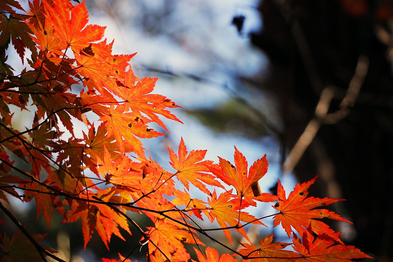 秋の短歌 おすすめ選 高校生向け 季語を含んだ秋らしい短歌作品を紹介