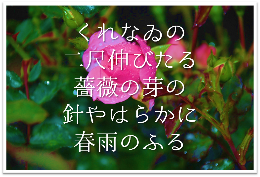 くれなゐの二尺伸びたる薔薇の芽の針やはらか