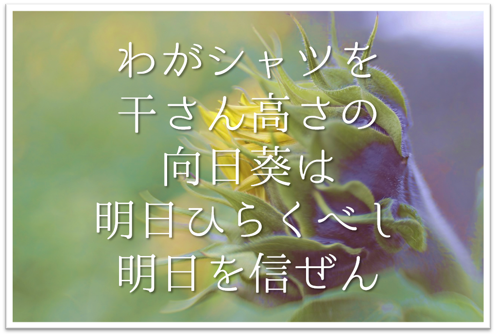 わがシャツを干さん高さの向日葵は明日ひらくべし明日を信