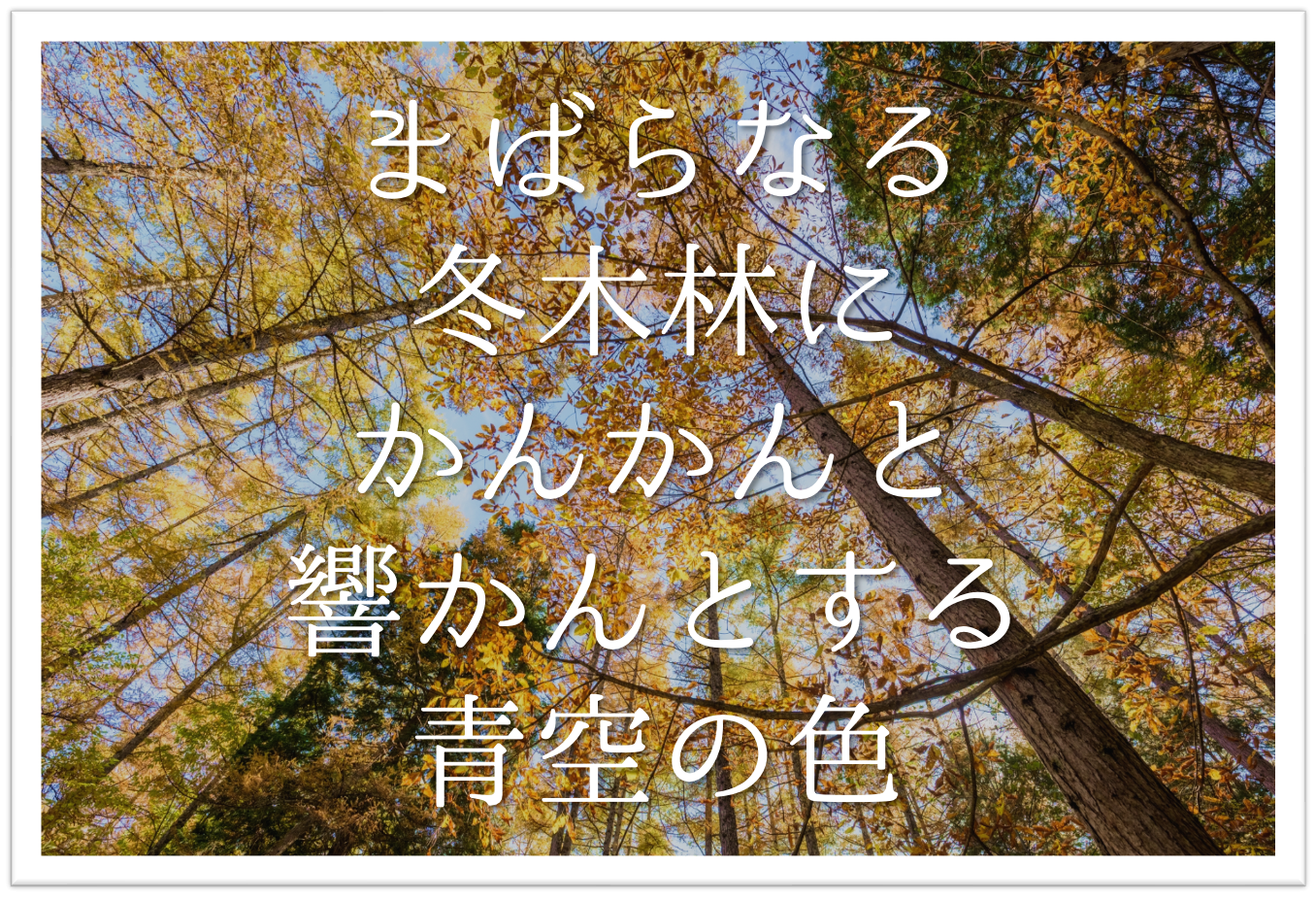 まばらなる冬木林にかんかんと響かんとする青空の色 徹底解説 意味や表現技法 句切れ 鑑賞文など 短歌の教科書 短歌の作り方 有名短歌の解説サイト