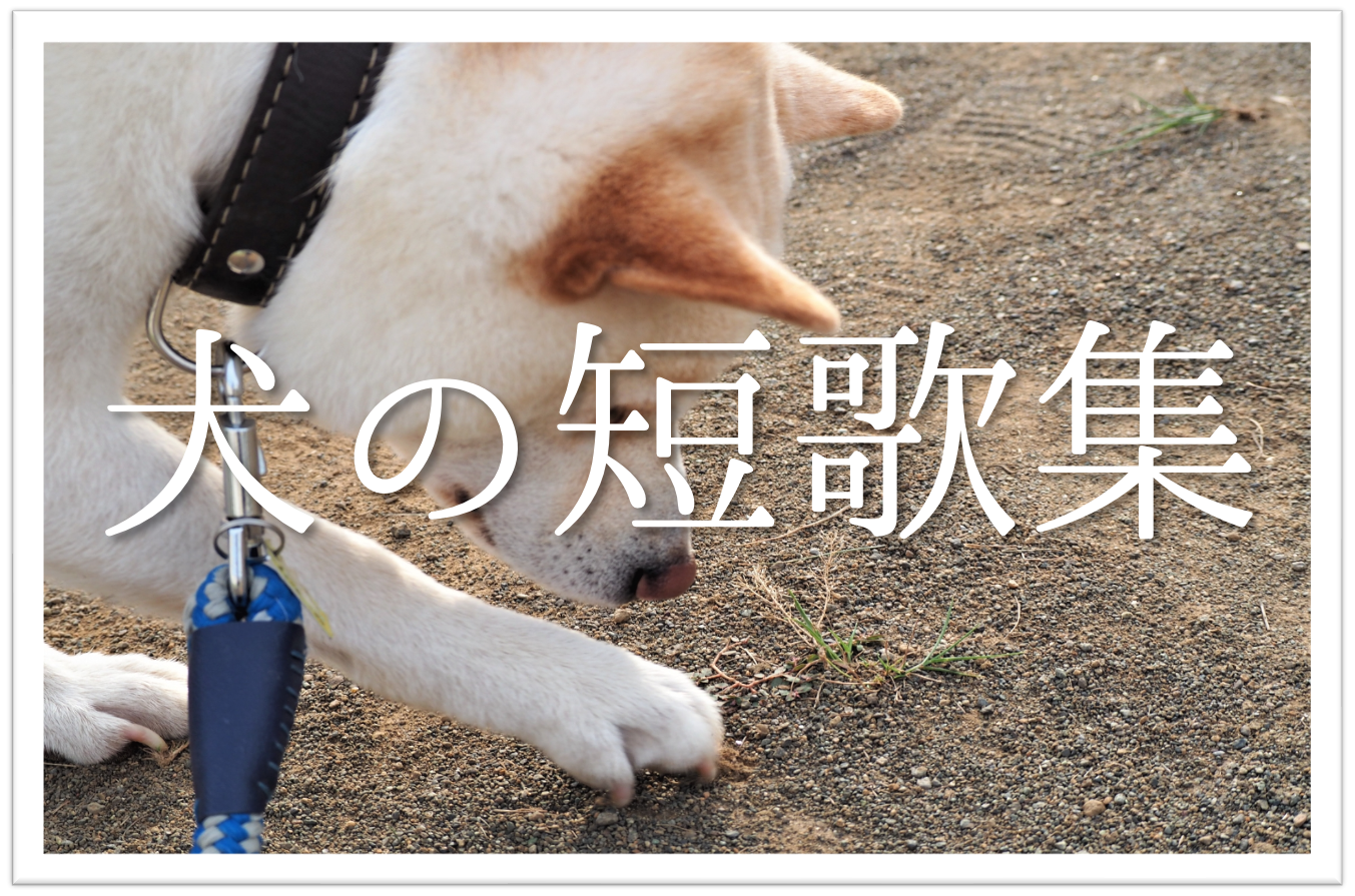 犬を題材にした短歌 選 おすすめ有名 一般短歌 ついつい癒される短歌集を紹介 短歌の教科書 短歌の作り方 有名短歌の解説サイト