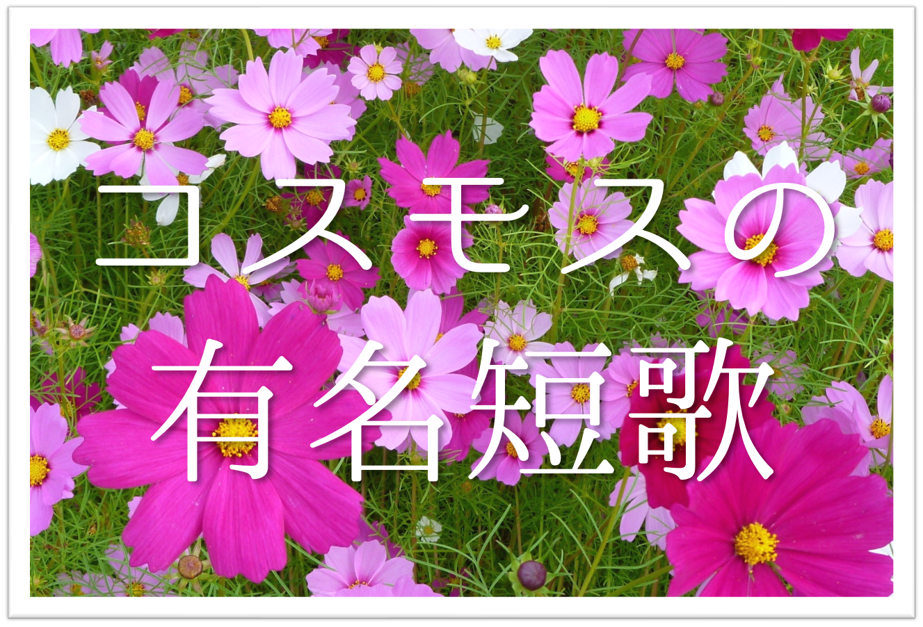 秋桜 コスモス の有名短歌 選 秋の代表的な草花 おすすめ俳人有名短歌を紹介 短歌の教科書 短歌の作り方 有名短歌の解説サイト